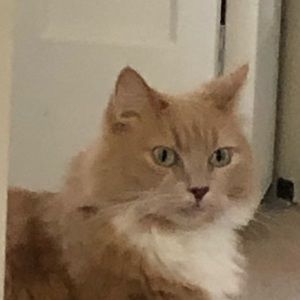 Meet your Posher, Simon